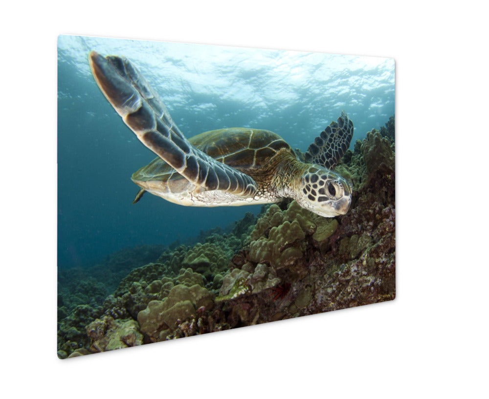 Metal Panel Print, Hawaiian Green Sea Turtles